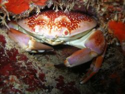 Crab, at the Wall South of the island, 95'ft. Macro mode ... by Osvaldo Deleon 